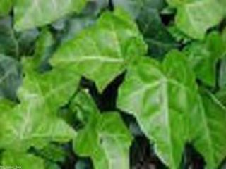 24 Live Plants English Ivy