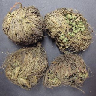 Rose of Jericho Lot of 4 Plants Wicca Pagan Magic Altar