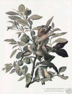 John James Audubon Folio Size Print Common Ground Dove  