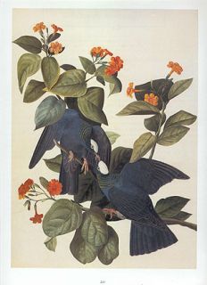 John James Audubon Bird Print White Crowned Pigeon  