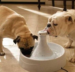 Drinkwell 360 Degree Free Fall Dog Cat Water Fountain