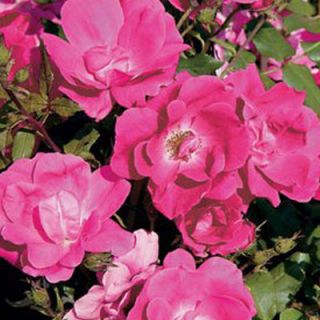 Rose Pink Knock Out Bush 3 Years Old