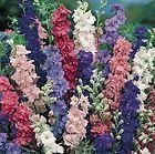 Larkspur Giant Imperial Mixture Seeds 200 Seeds