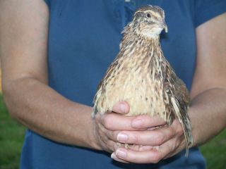 50 Jumbo Brown Cortunix Quail Hatching Eggs