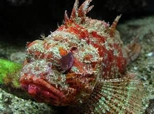 Scorpion Fish Live Saltwater Fish