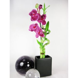 Live Spiral 3 Style Lucky Bamboo Plant w Black Vase Silk Orchid Flower