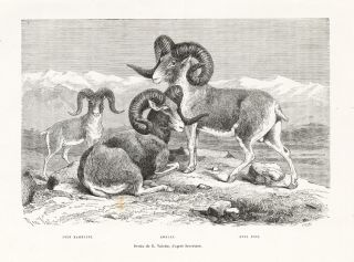 Print Argali Mountain Sheep Marco Polo Reclus Hildi 1881