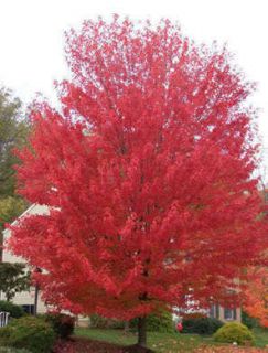 25 Siberian Maple Tree Acer Ginnala Seeds Red Leaves Gift Comb s H