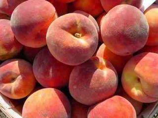 Fruit Trees Mature 3 yr Old Red Haven Peach Tree Over 4 ft Tall $15 00