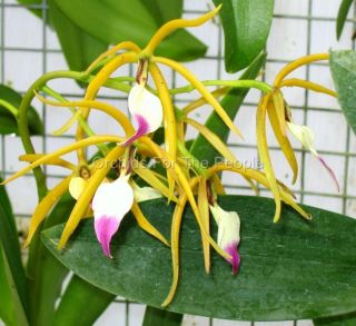 Uncommon Fragrant Encyclia Brassavolae Orchids