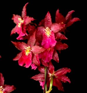 Aliceara Matthias Glamour Orchid Plant Spectacular Shipped in 4 Pot