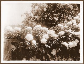 Flower Vines in Full Bloom Merced California Antique Photograph