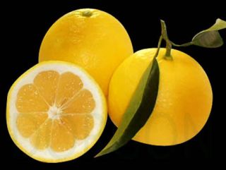 Hyuganatsu Japan Citrus Priced Mikan Genre 5 Live Seeds RARE Exclusive