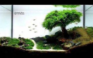Xmas Moss Live Plant for Plastic Acrylic Java Aquarium