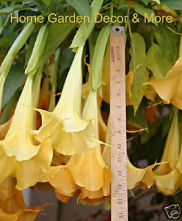 Yellow Orange Fragrant Huge Flower Brugmansia Seeds Angel Trumpet