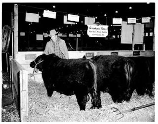 1961 4x5 Negative Robert Hartley,herdsm an,with Angus Champ Bull