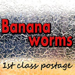 Fry Food [Banana Worms culture] aquarium tank Baby Brine Shrimp worm
