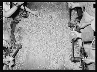 :Mexican pecan shellers cracking nuts. Union plant. San Antonio,Texas