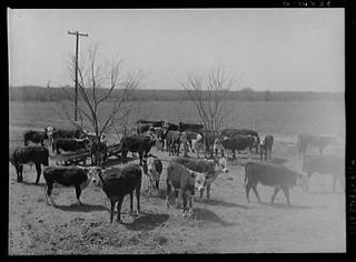 Photo Herd of cattle at feeding trough near Crystal City,Texas