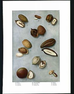 1911 Edible Nuts Pecans Almonds Chestnuts Hickory Nut Pine Original