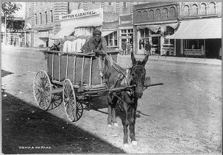 American boy driving donkey wagon,bale of cotton,Camden, Kershaw Co,SC