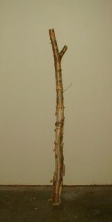 River Birch Branch with Bark 63 x 3 Inch Diameter Natural Bend Craft