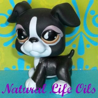 Littlest Pet Shop~#826 BLACK & WHITE BOXER PUPPY DOG Purple Eyeshadow