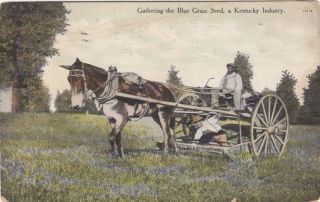 Kentucky Industry Blue Grass seed plow farm farming old postcard