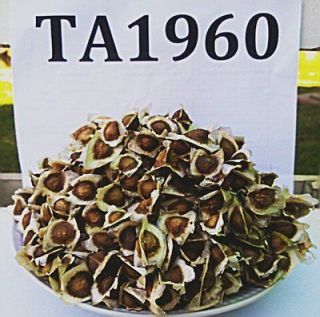 TA1960 Thailand grade 100 selected moringa seed miracle tree