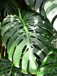 Monstera Deliciosa   50 Seeds LARGE pack   Swiss Cheese Plant