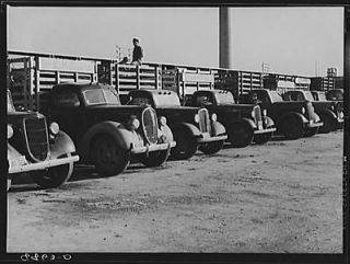 Photo Trucks which bring livestock to the stockyards. South Omaha