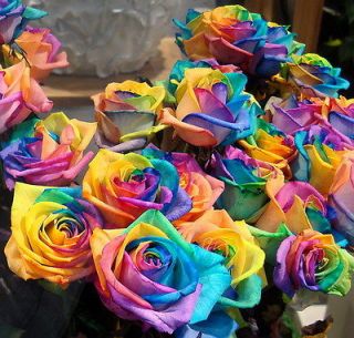 Seeds Rare Rainbow Rose Seed For Your Lover Rainbow Rose Flower Seed