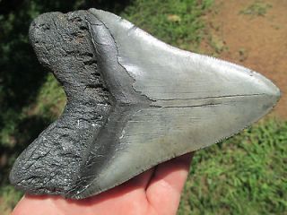 Inch MEGALODON SHARK Tooth Fossil Fish Dinosaur Meg Teeth Six SC USA