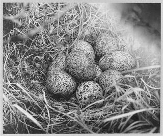 Photo Nest,eggs of ptarmigan,or Arctic grouse