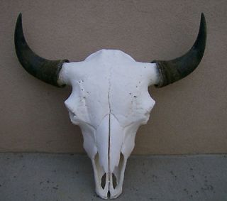 NICE MONSTER BUFFALO SKULL 30 wide,horn,bull HEAD,AMERICAN BISON