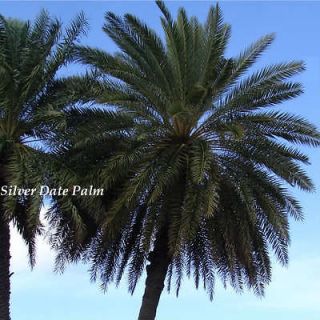 SILVER DATE Palm 10 COLD HARDY Trees Fast Growing Phoenix sylvestris