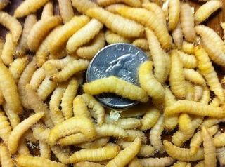 500+ Live Wax Worms Bee Moth Live Bait Ice Fishing Reptile Gecko Food