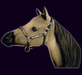 Gorgeous Western Show Halter for Miniature Horse