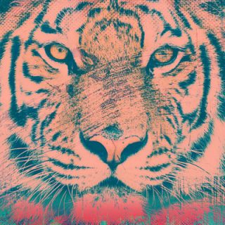 Salty & Sweet Orange Tiger Canvas Art SS038 Size 12 H x 12 W x 2 D